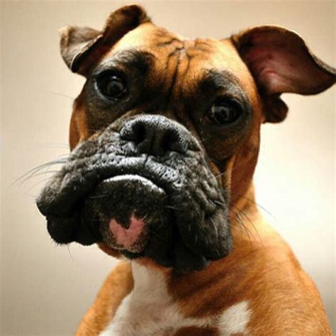 Sit! | Boxer dogs funny, Boxer dogs brindle, Funny boxer