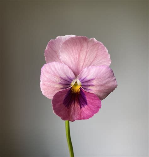 All About Pansies: How to Grow Them + A Variety Guide