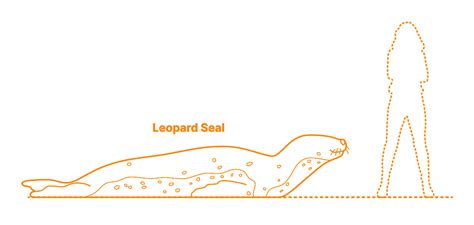 Leopard Seal (Hydrurga leptonyx) Dimensions & Drawings | Dimensions.com