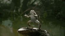 Dancing Frog GIFs | GIFDB.com