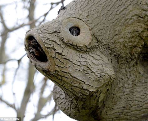 Fish In A Tree Book Online / Fish in a Tree - The Book Blog : Fish and tree silhouettes used ...