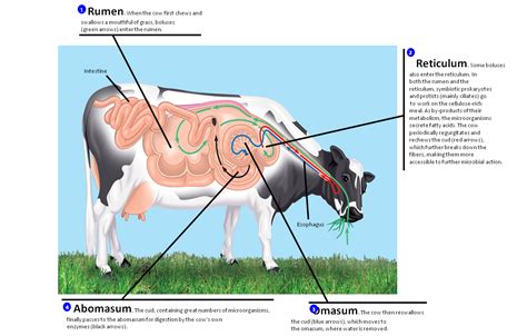 Magh Ag Sci: Animal Physiology - Ruminant Digestion