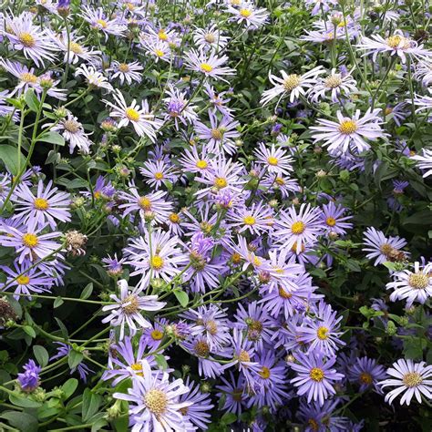 Symphyotrichum laeve (smooth aster) – Butterfly Effect Farm