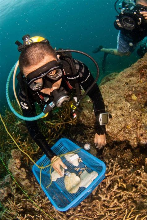 Coral Conservation | Asian Geographic Magazines