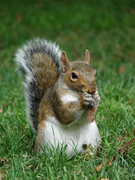 File:Gray squirrel (Sciurus carolinensis) in Boston Public Garden September 2010.jpg - Wikimedia ...
