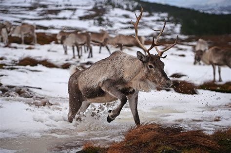 IN PICTURES: Santa's reindeer living in the Cairngorms National Park