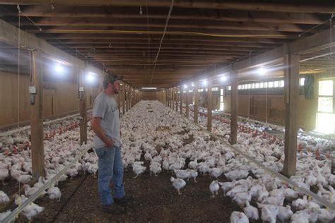 An organic chicken empire is growing—in old barns big poultry companies left empty | The Counter