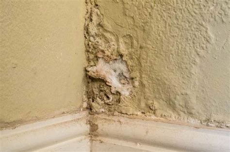 Rising Damp Solutions Australia - Best Treatments to Fix it for Good | Architecture & Design