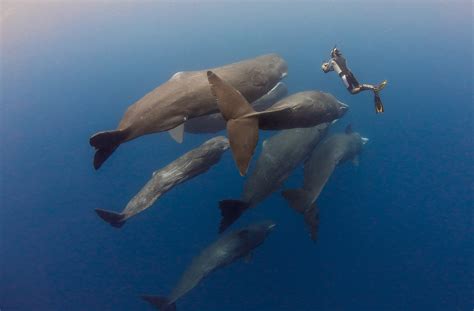 Sperm Whale Diving - Diving with sperm whales off Dominica Island. — SDM Diving