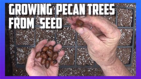 Growing Pecan Trees from Seed - YouTube