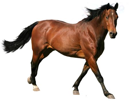 Free PNG Horse - Brown Horse – Free Download