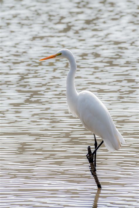 1000+ Crane Bird Pictures | Download Free Images on Unsplash