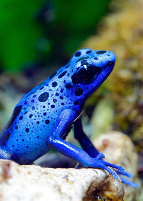 The Beautiful Blue Dart Frog Colorful Animals, Nature Animals, Cute Animals, Pretty Animals ...