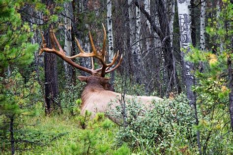 FWS issues National Elk Refuge conservation plan - National Agricultural Law Center