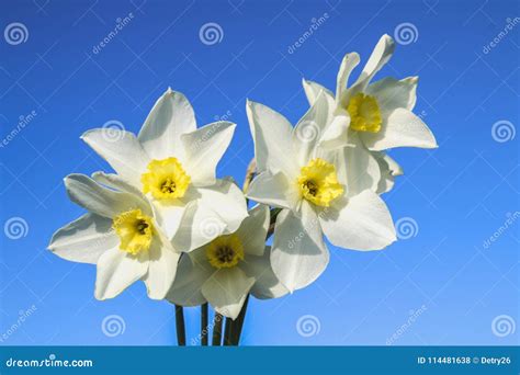 A Bouquet of White Daffodils with a Yellow Center Against a Blue Sky ...