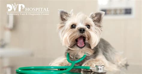 Pet Tips & Advice | Pet Care Hospital In Dehradun | Dr. Vyas Blogs