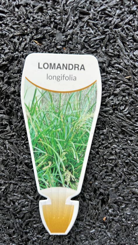 Lomandra Longfolia