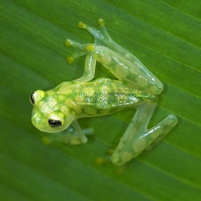 Reticulated Glass Frog - Our Animals - Henry Vilas Zoo - DEV