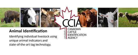 Canadian Cattle Identification Agency | Canadian Cattle Identification Agency