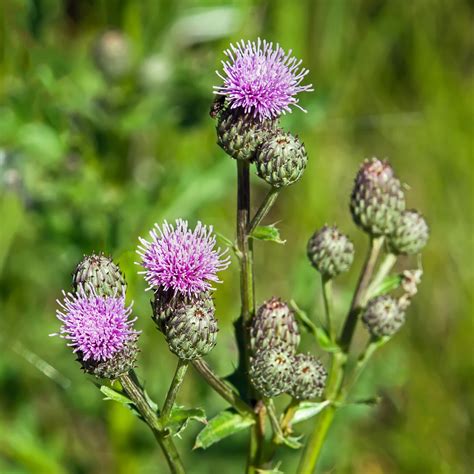 Weed Management for Canada Thistle - Organic Farming Research Foundation