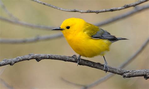 Prothonotary Warbler - Protonotaria citrea - Birds of the World em 2024 ...