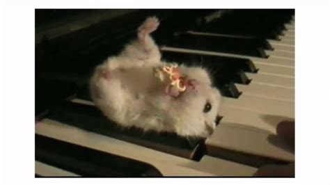 Hamster on a Piano... EXPLODING!!.mp4 - YouTube