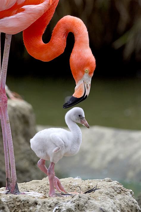 Flamingo | San Diego Zoo Animals & Plants