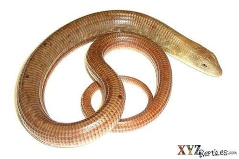 Why Are There So Many Misconceptions and Myths About Snakes?.