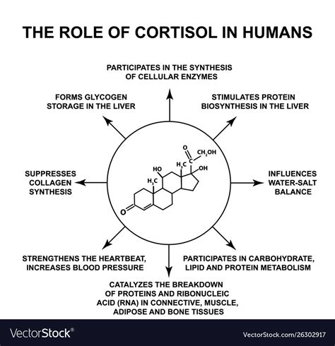 Cortisol Function