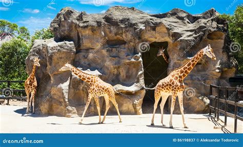 Giraffes at Taronga Zoo, Sydney. Australia. Editorial Photography - Image of commercial, harbour ...