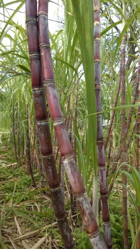 KEBUN TEBU GENG KULAI: Jenis Jenis Tebu Yang Sesuai Untuk Perahan Air