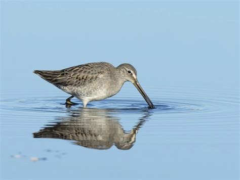 33 Shorebirds In Florida And Their Calls