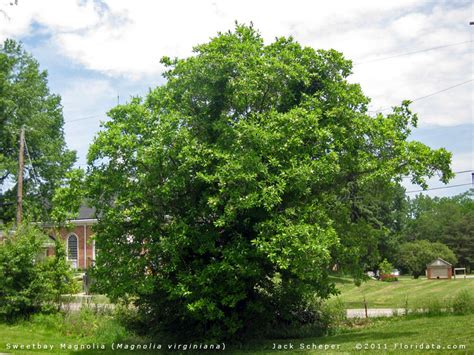 Magnolia virginiana