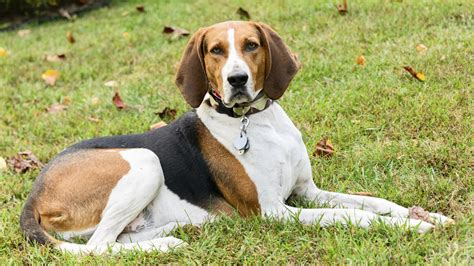 Everything about your American English Coonhound - LUV My dogs