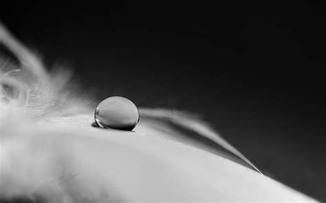 Feather, Macro, Monochrome, Drop, Black And White, Fluff, Fuzz HD wallpaper | Pxfuel