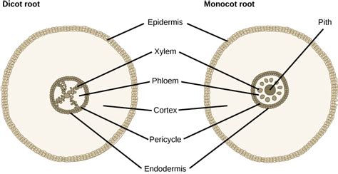 Roots · Biology