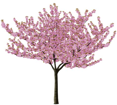 Japanese Spring Blossom Flower Transparent PNG - PNG Mart