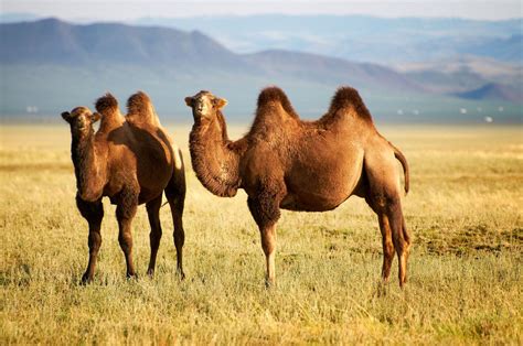 Steppe | Definition, Description, Plants, Animals, Importance, & Facts ...