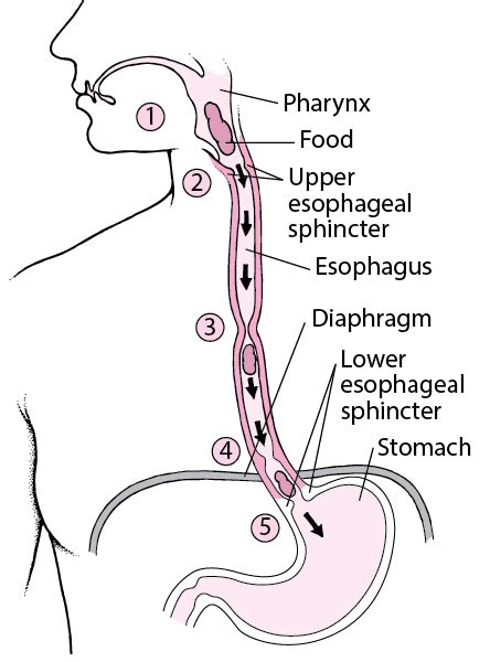 Digestive System Esophagus Function