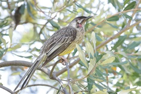 Wattle Birds - Australian Photography