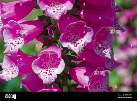Common Foxglove, Digitalis purpurea, cultivated flowers, close-up, rosy-pink, bell shape, down ...