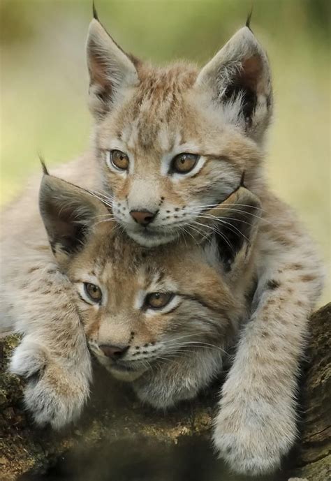 Lynx kittens. - Pixdaus Crazy Cats, Big Cats, Cats And Kittens, Cute ...