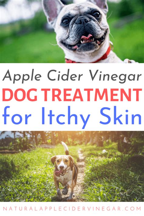 Using Apple Cider Vinegar for Dogs Skin | Natural Itchy Skin Treatment