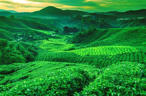 Download Greenery Valley Hill Man Made Tea Plantation HD Wallpaper