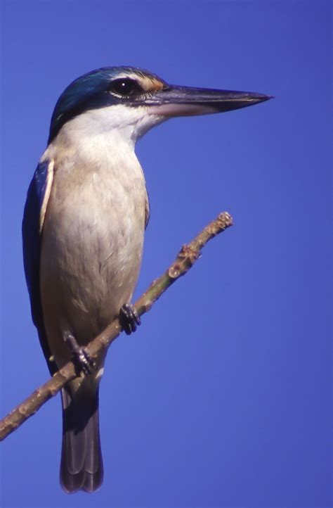 Sacred Kingfisher - WildNature Photo Expeditions