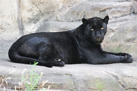 Images Of A Panther