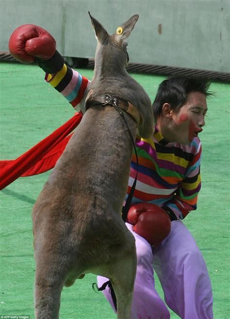 Kangaroos pictured wearing boxing gloves and throwing punches | Daily Mail Online