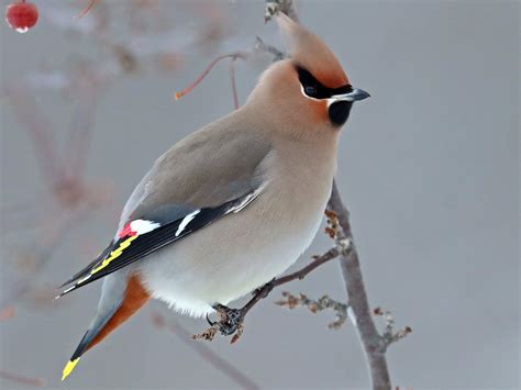 Bohemian Waxwing - eBird | Bohemian waxwing, Cedar waxwing, Ornithology