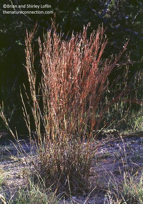 Native Grasses | Central Texas Gardener