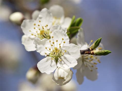 Secrets of the Bach Flower Remedy Plants #8 Cherry Plum | Bach Flower ...